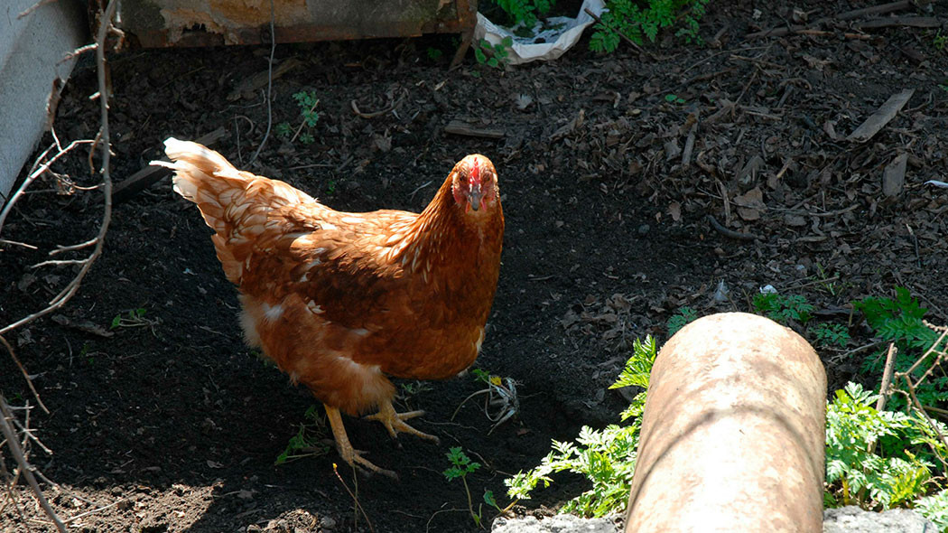 Кура 5 6. 5 Курочек. 5 Куриц. Фото куриц которым 5 месяцев.