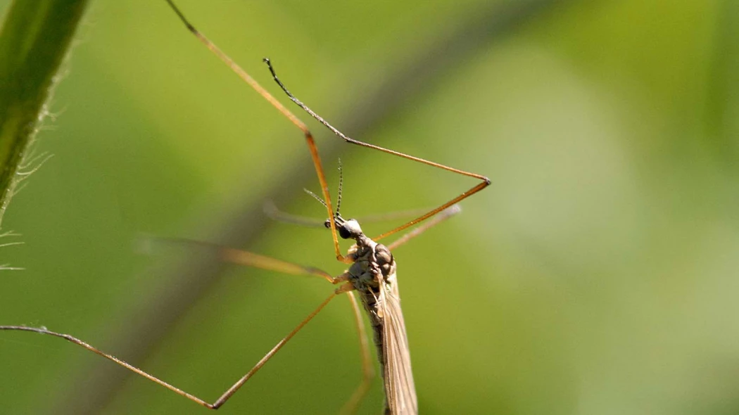 Чем опасны для жизни укусы комаров