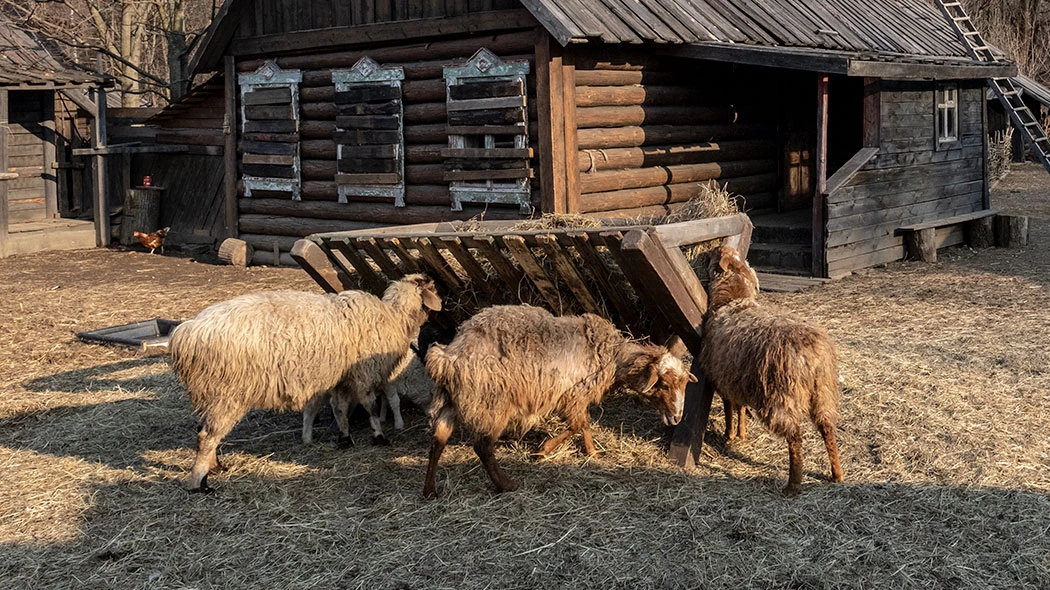 Помочь овце