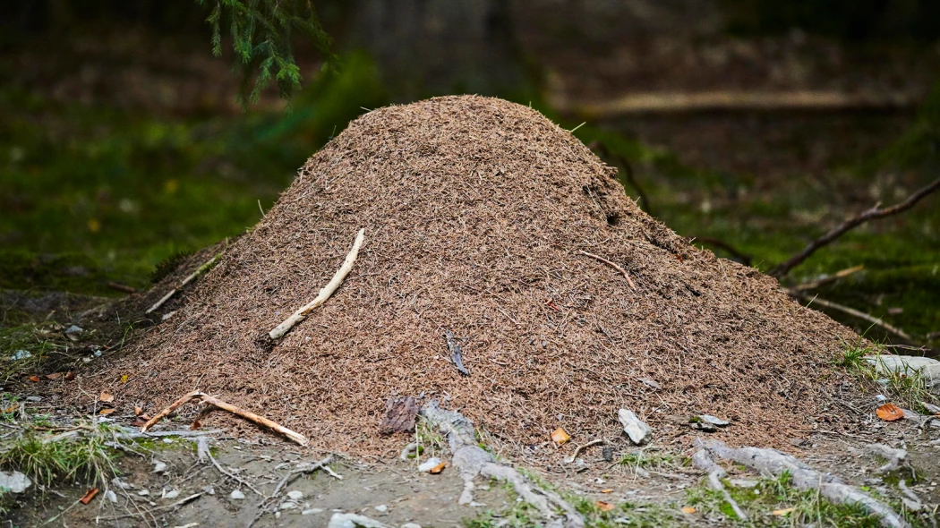 К чему может привести укус муравья