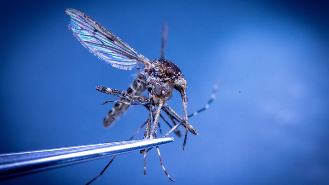 Чем опасны комариные укусы